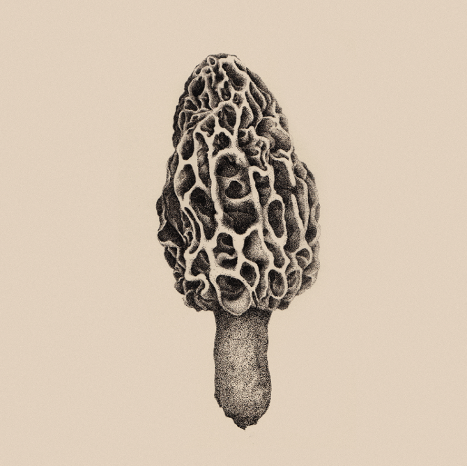 And the Morel is... KKC studio Design & Illustration